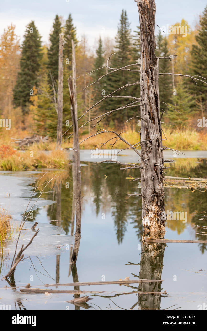 Stagno del castoro Foto Stock