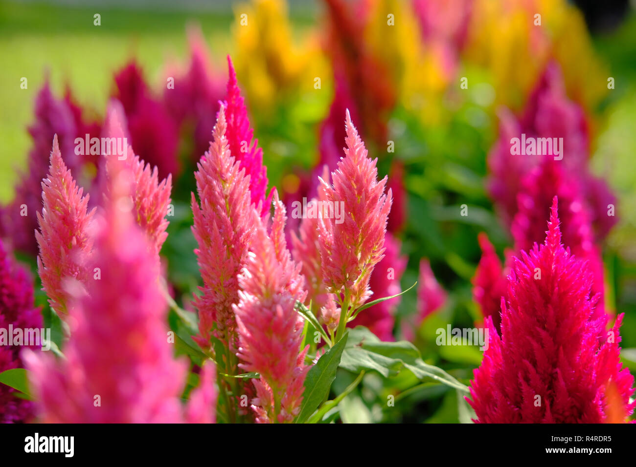 Fioriture colorate hornbill lana cinese fiore in giardino Foto Stock