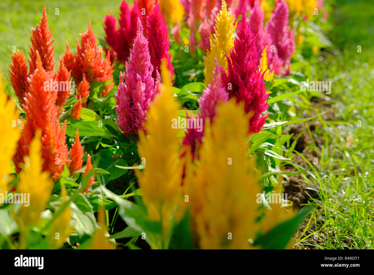 Fioriture colorate hornbill lana cinese fiore in giardino Foto Stock