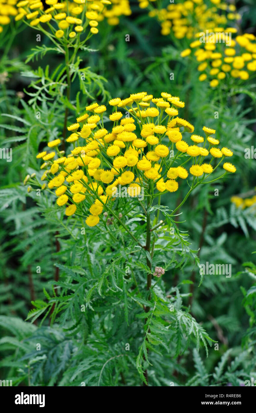 Giallo tansy Tanacetum vulgare crescendo in un prato Foto Stock