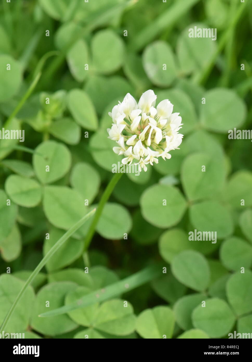 Un unico fiore di clower bianco Trifolium repens in un prato Foto Stock