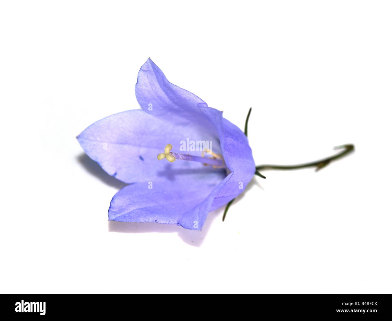 Bluebell flower su sfondo bianco Foto Stock