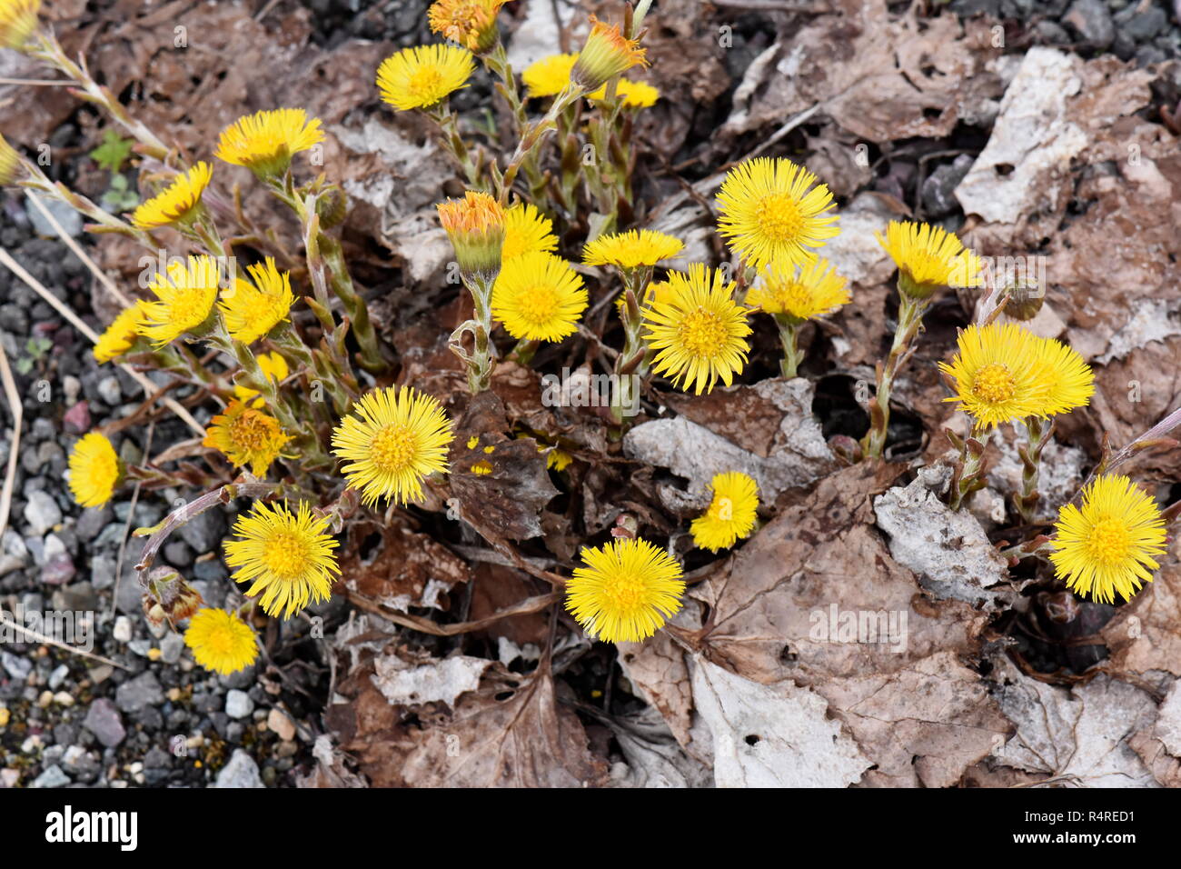 Coltsfoot crescendo in ghiaia fioritura in primavera Foto Stock