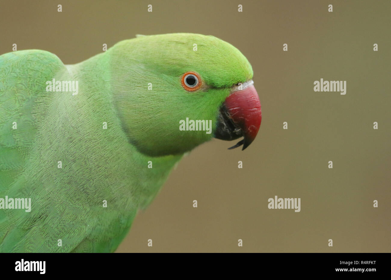 Un bel colpo di testa di un anello di colli o rosa-inanellati parrocchetto. È IL REGNO UNITO più abbondanti naturalizzato parrot. Foto Stock