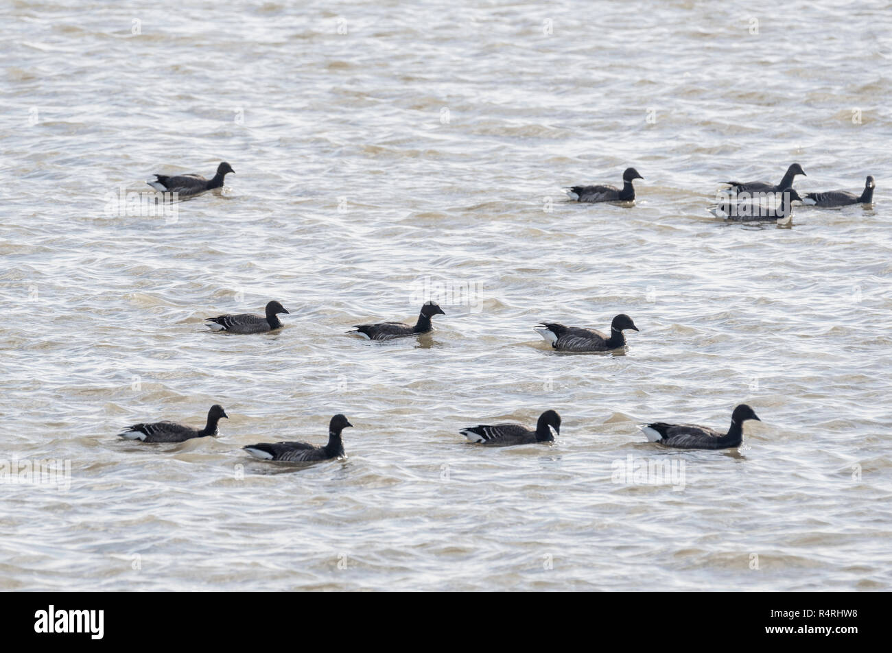 Gregge di nuoto Brent oche (Branta bernicla) Foto Stock