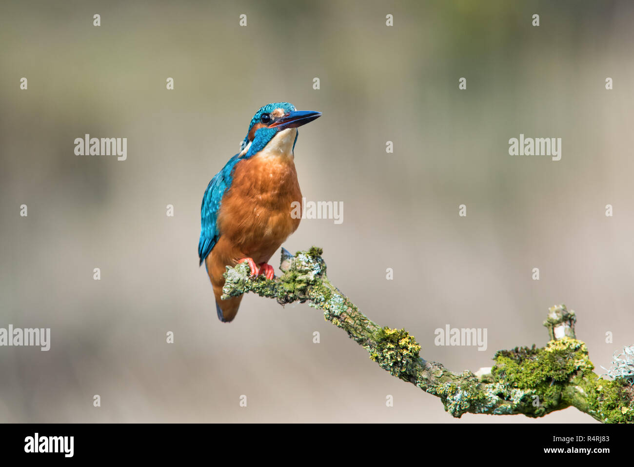 Close up di un maschio di kingfisher appollaiato su un lichene ramo coperti cercando di avviso e a destra in uno spazio di copia Foto Stock