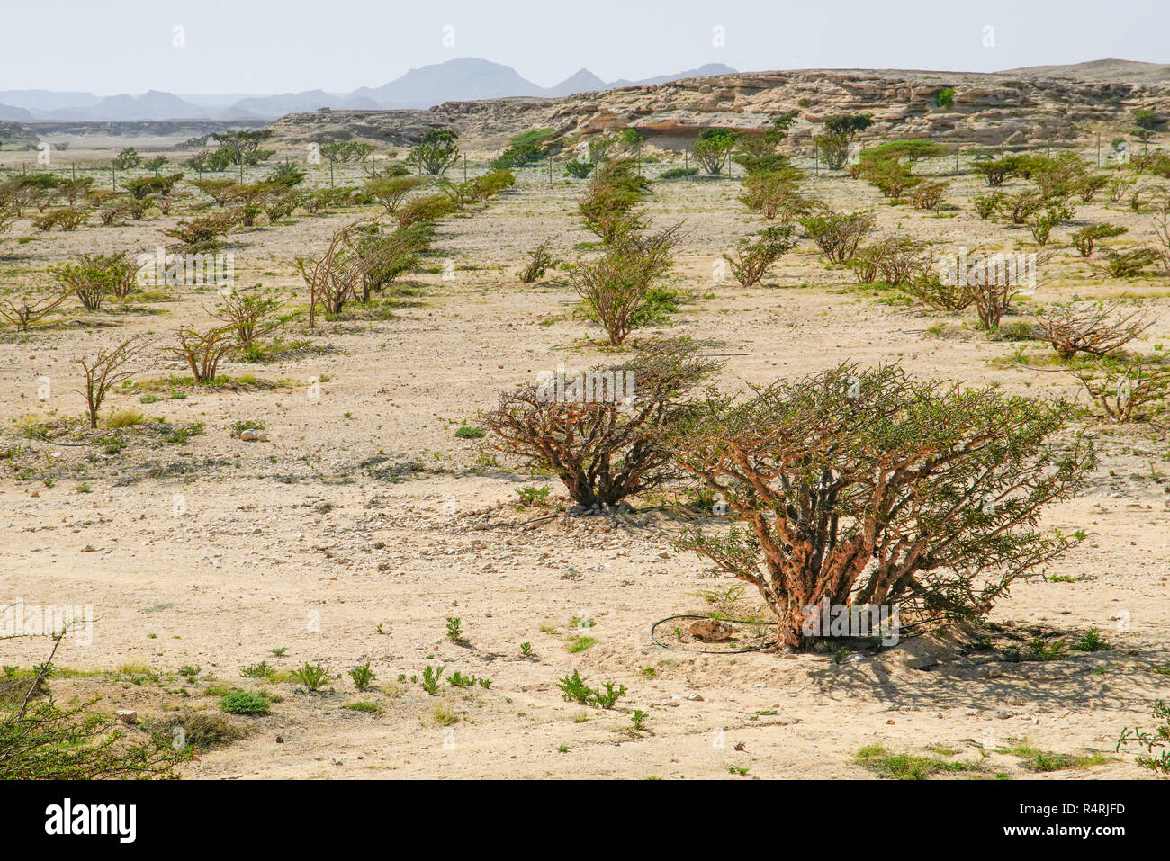 Piantagione di alberi di incenso (boswellia sacra) a Wadi Dawkah, Salalah, regione del Dhofar, Oman. Foto Stock