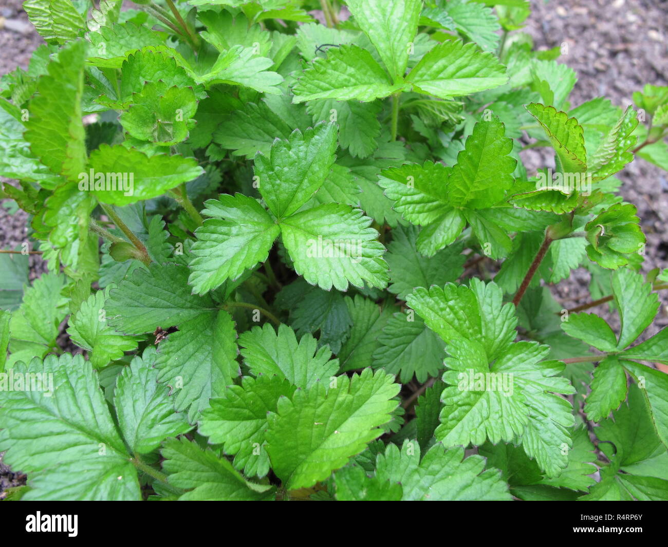 Indian mock fragola,duchesnea indica Foto Stock