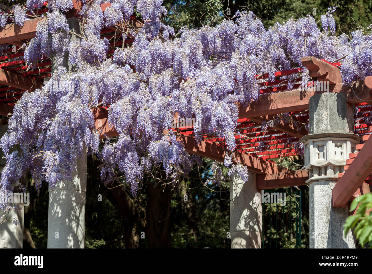 Incredibile wisteria blossom Foto Stock