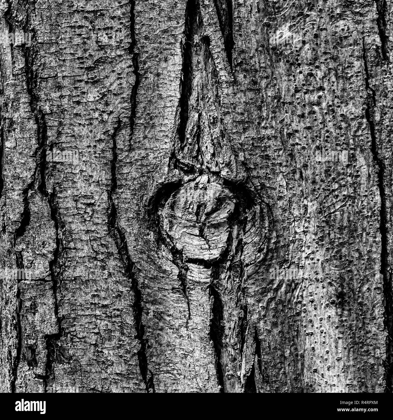La corteccia di un coastal redwood, Sequoia sempervirens, con un incavo centrale, in bianco e nero- rendering texture di sfondo o Foto Stock