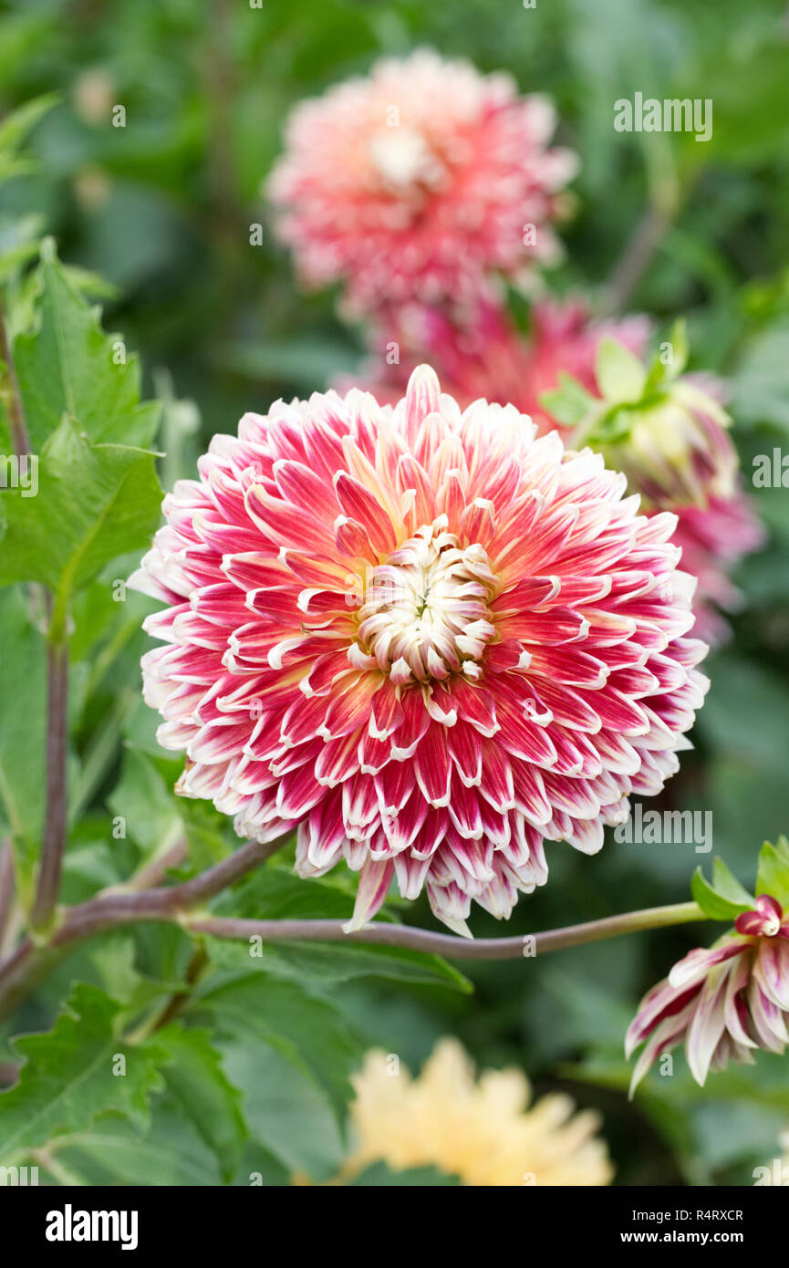 Dahlia 'Akita' Fiore. Foto Stock