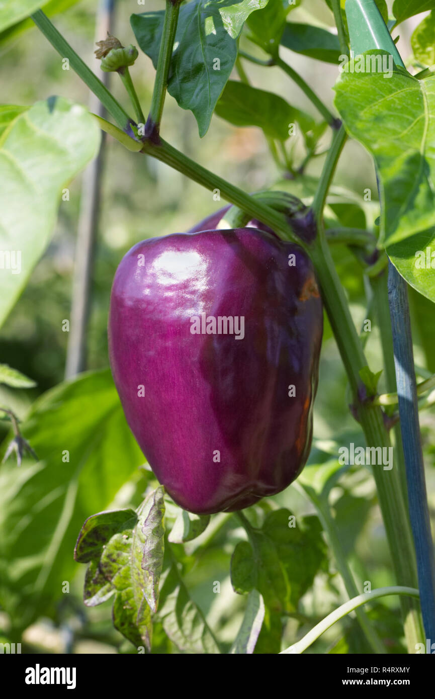 Capisicum anno di frutta. Pepe crescente su impianto . Foto Stock