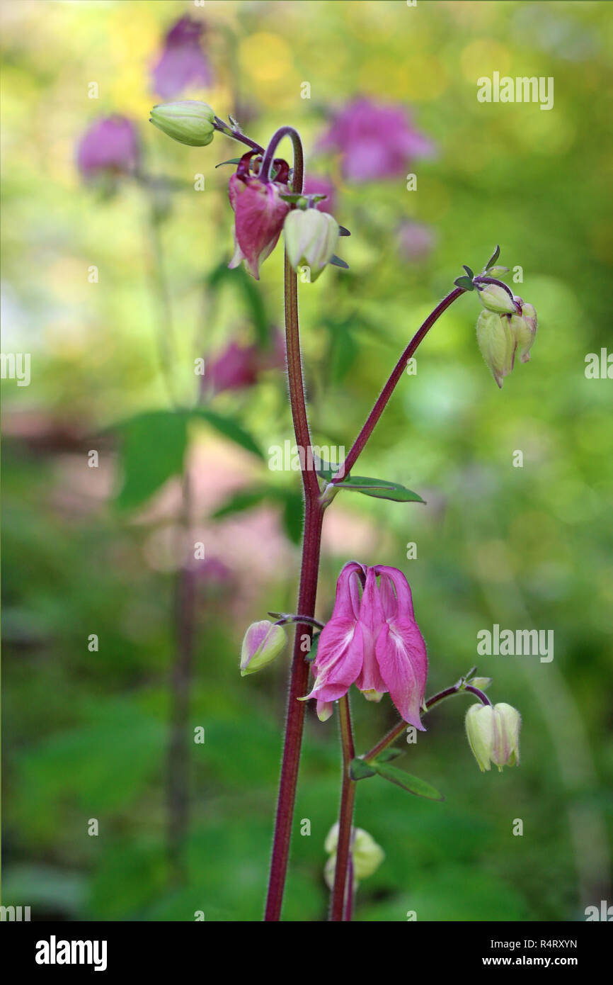 Fioritura aquilegia alpina aquilegia vulgaris Foto Stock