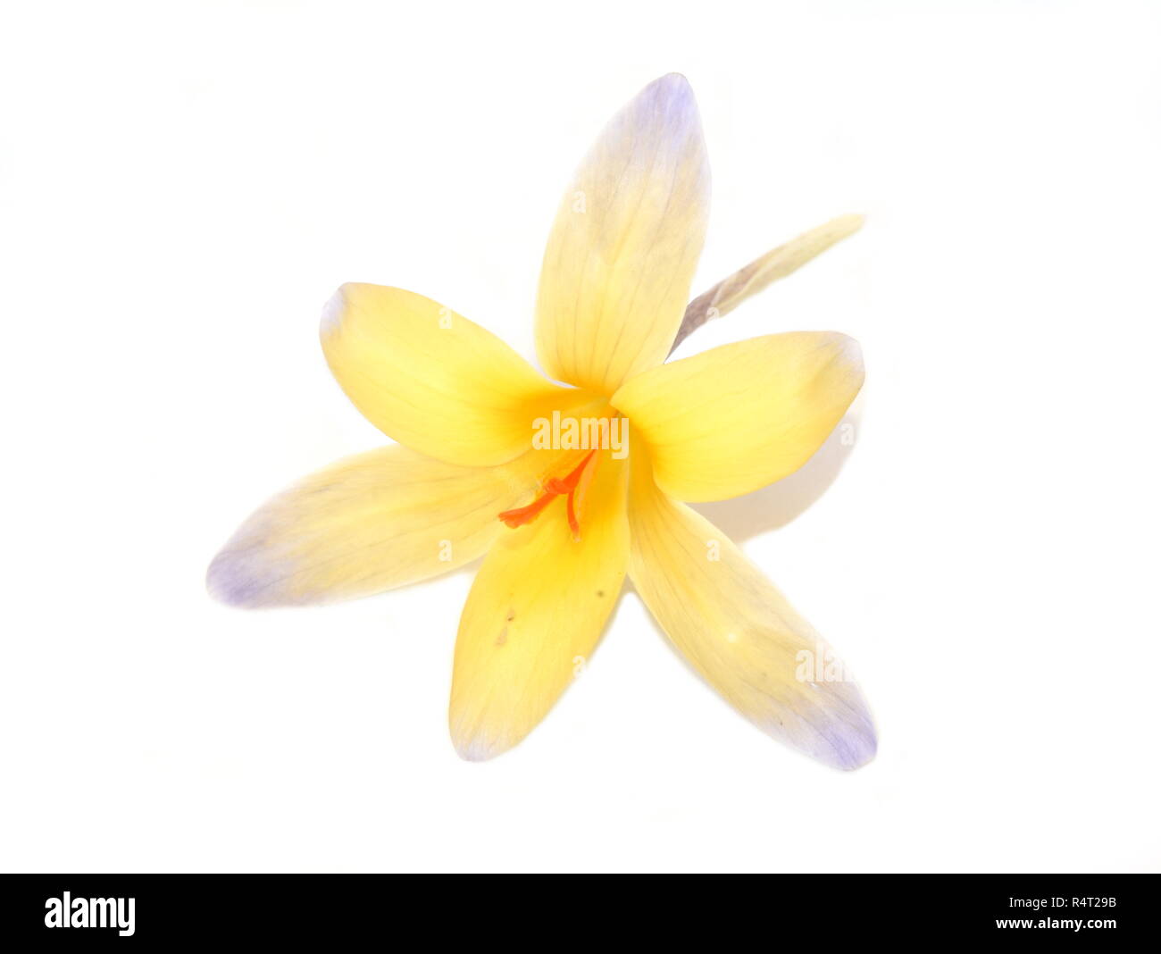 Giallo e viola fiore Crocus isolati su sfondo bianco Foto Stock