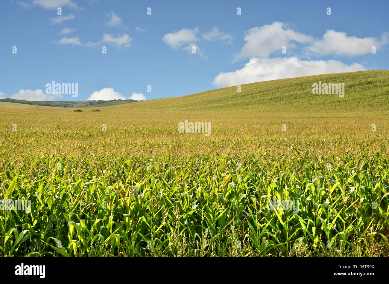 Green cornfields in Serbia Foto Stock