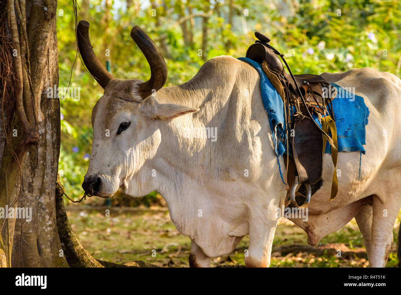 Bue cubano, un bovino addestrato come un progetto di animale o animali di equitazione. Vinales Valley, Cuba Foto Stock