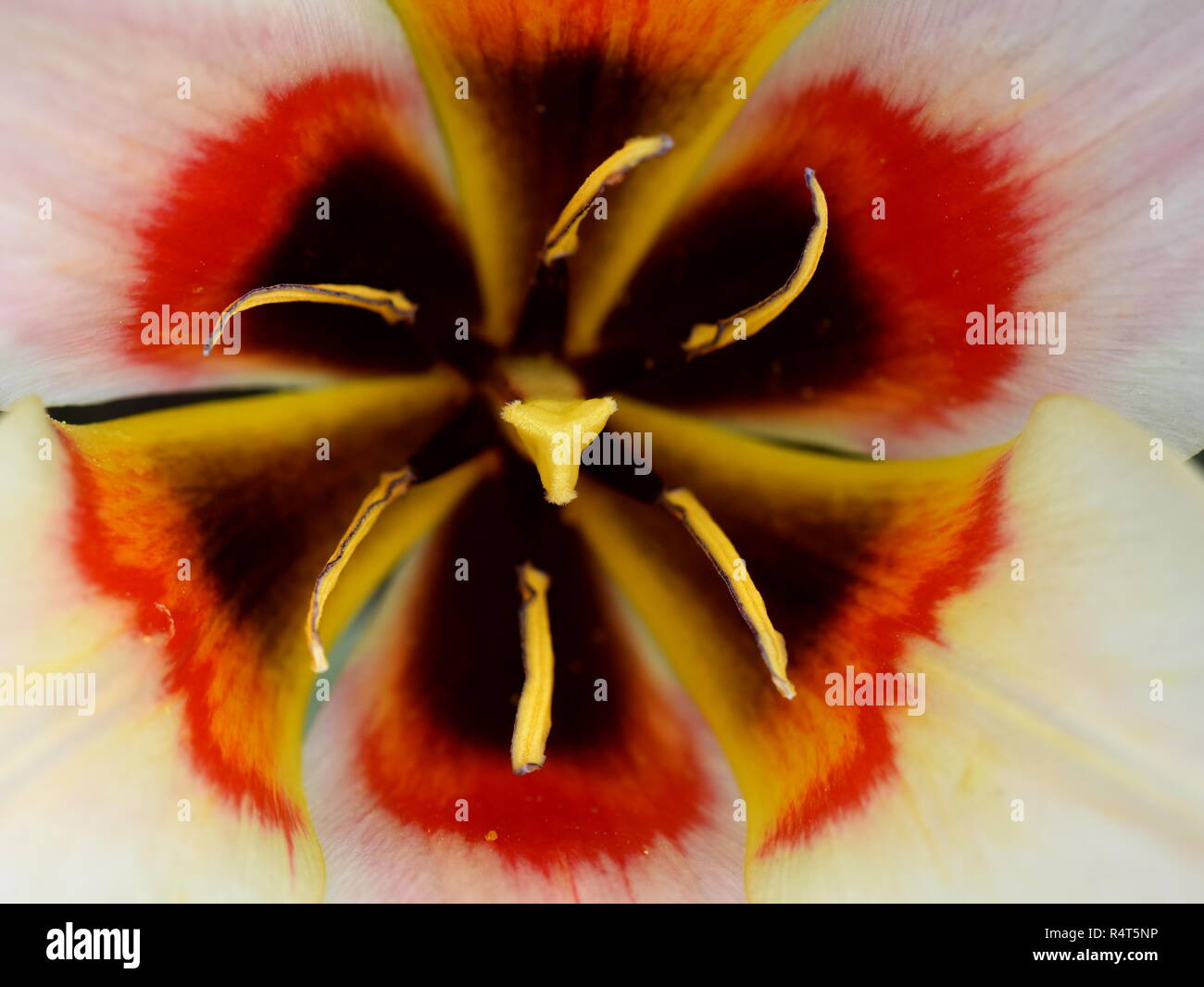 Primo piano sul lato interno di un bianco e rosso tulip Foto Stock