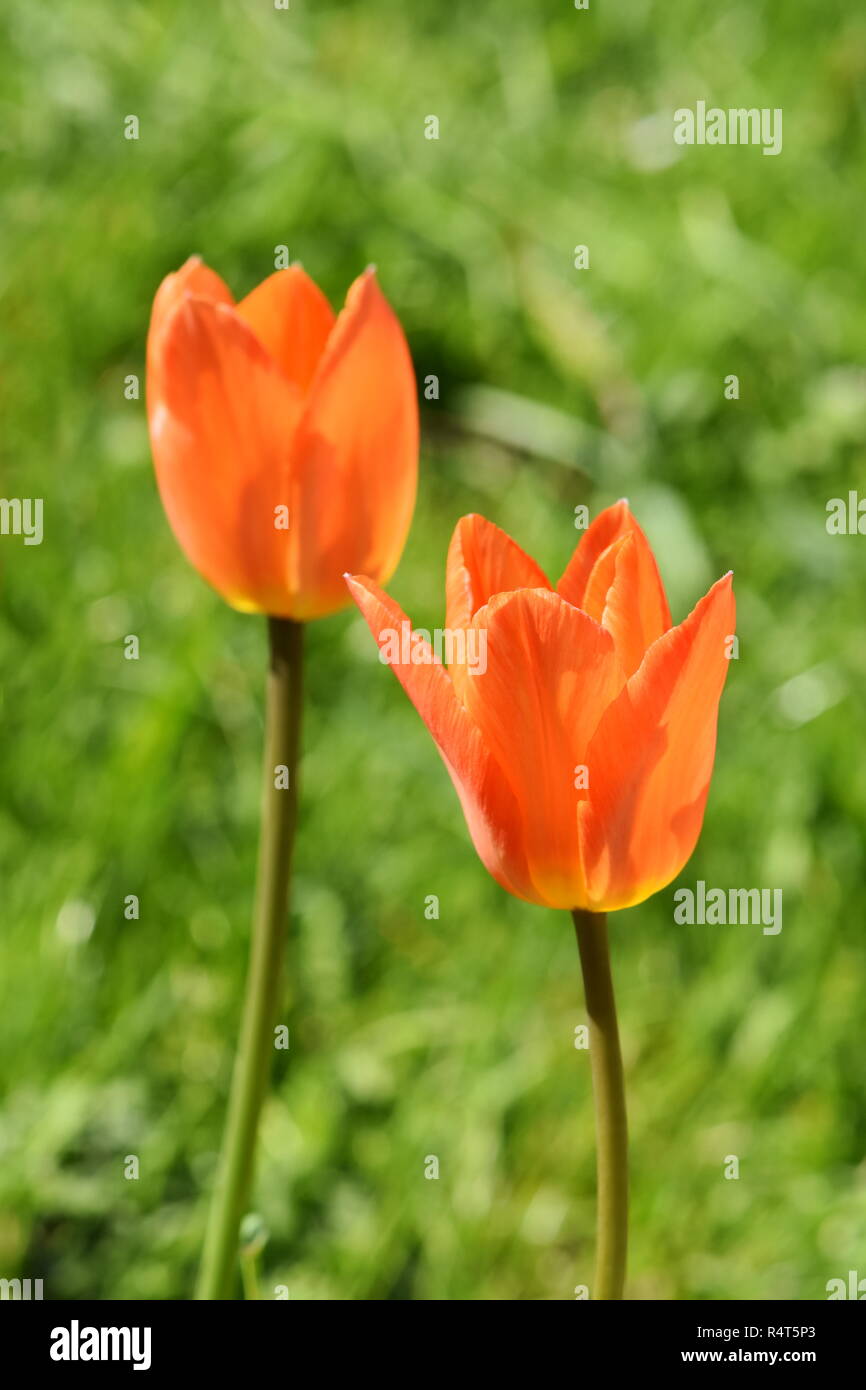 Due luminose colorate di arancione tulipani in un campo verde Foto Stock