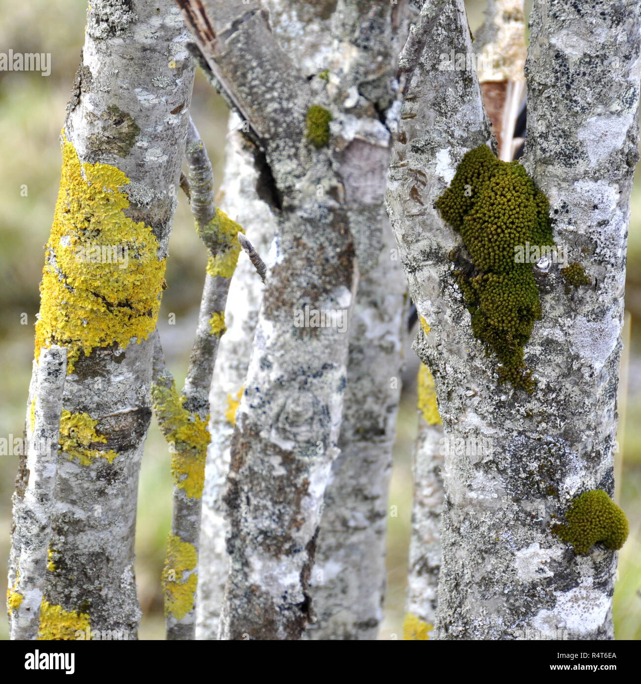 Licheni e muschi su un tronco di albero Foto Stock