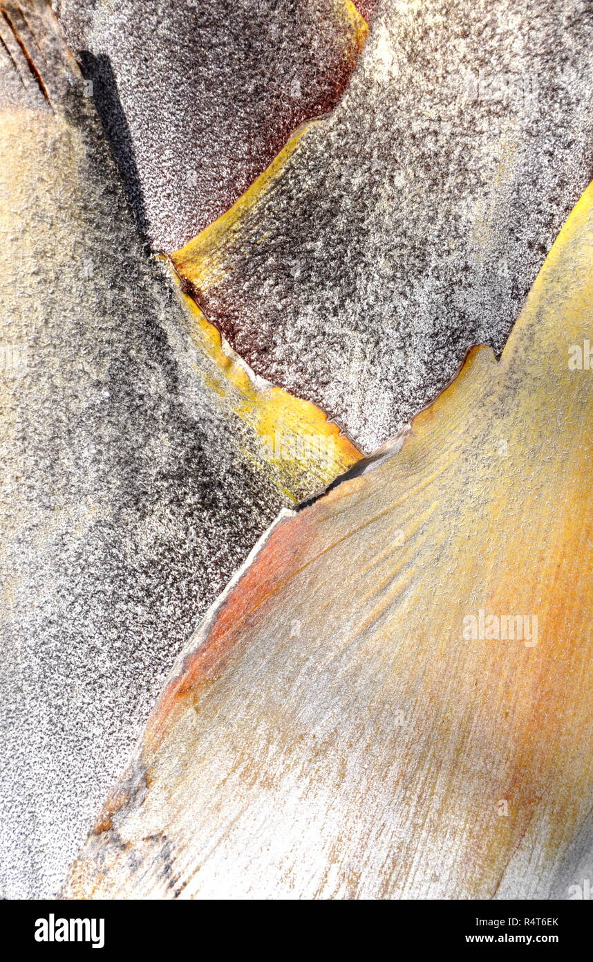 Giallo e arancione sulla corteccia del tronco di Palm Foto Stock