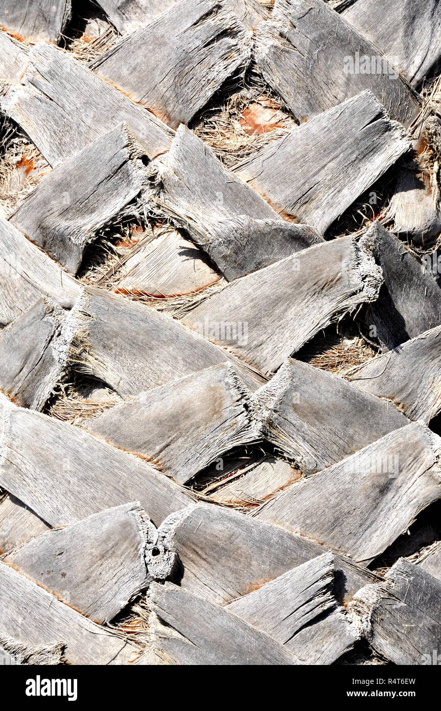 Palm tronco con pattern di vecchie foglie grigio Foto Stock