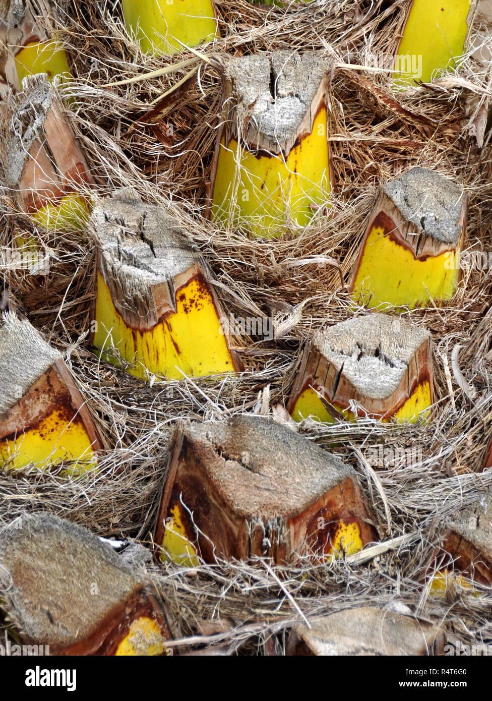 Primo piano su un giallo e grigio palm tronco di albero Foto Stock