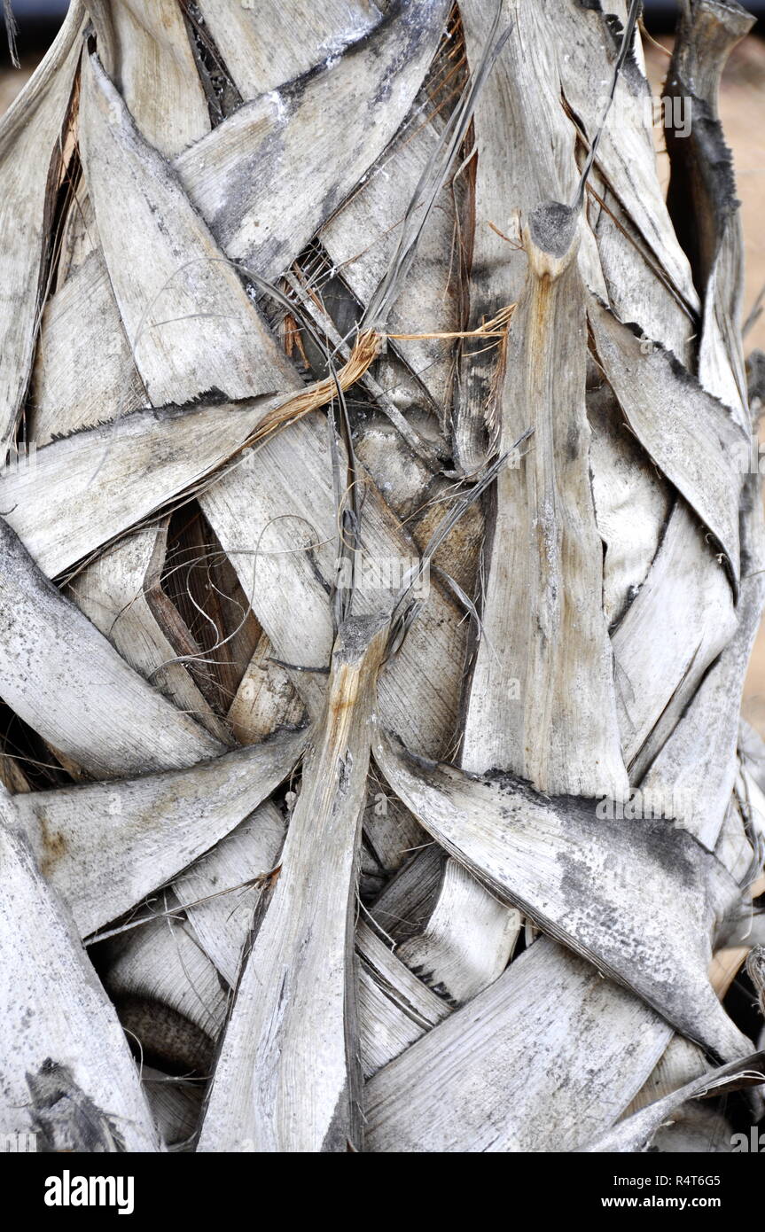 Palm tronco con pattern di vecchie foglie grigio Foto Stock