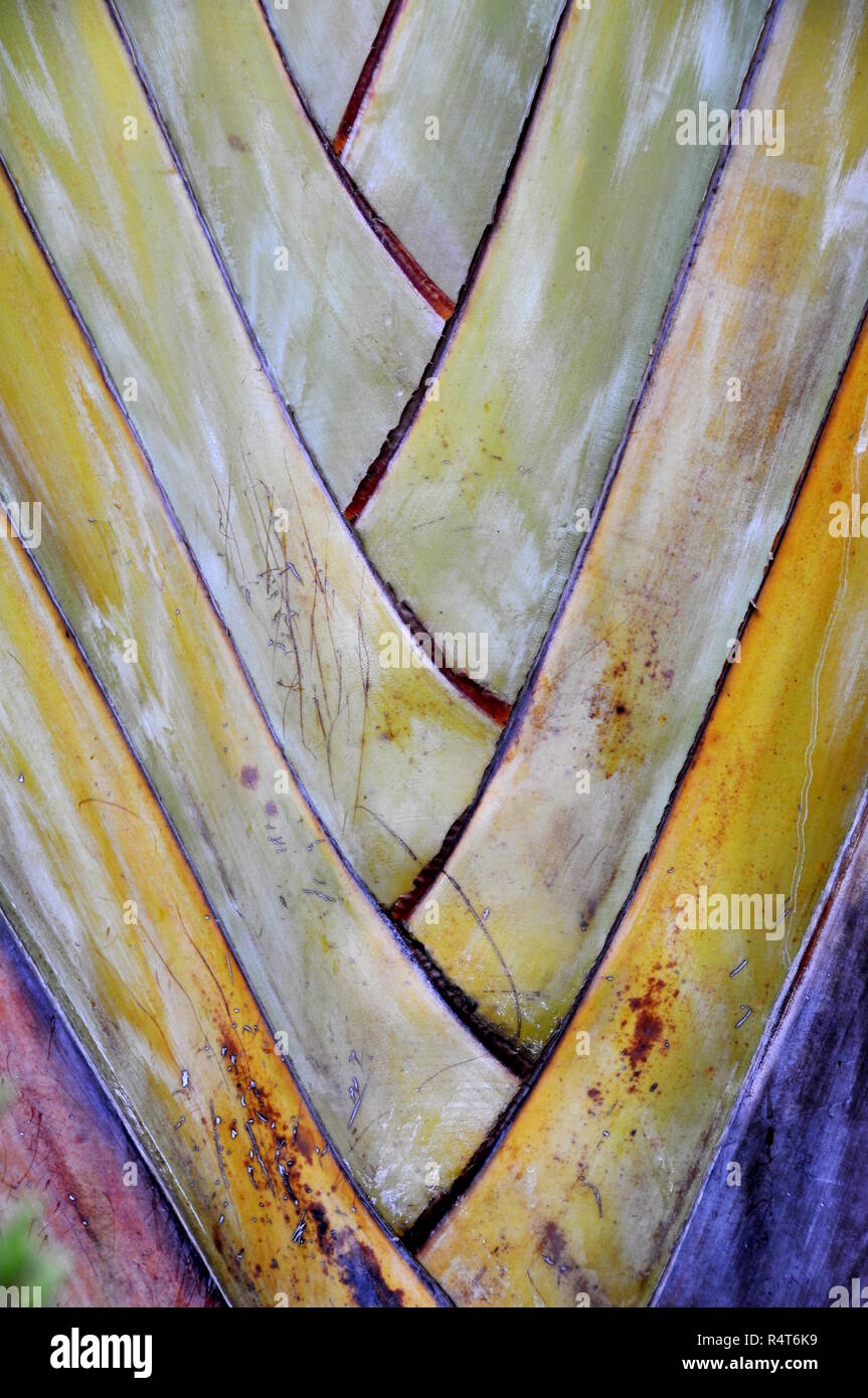 Primo piano sulla corteccia su un Palm tronco di albero Foto Stock