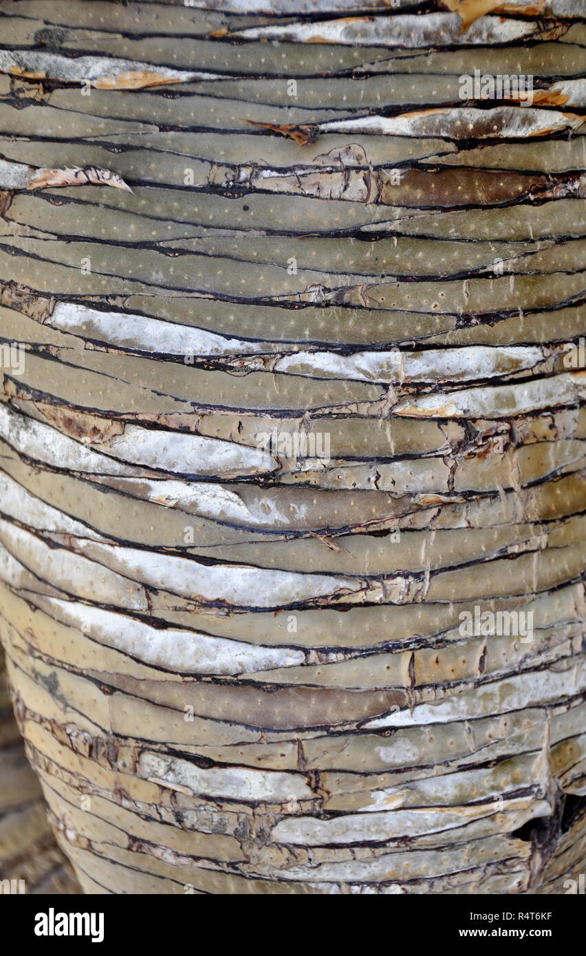 La texture sul tronco di un albero di palma Foto Stock