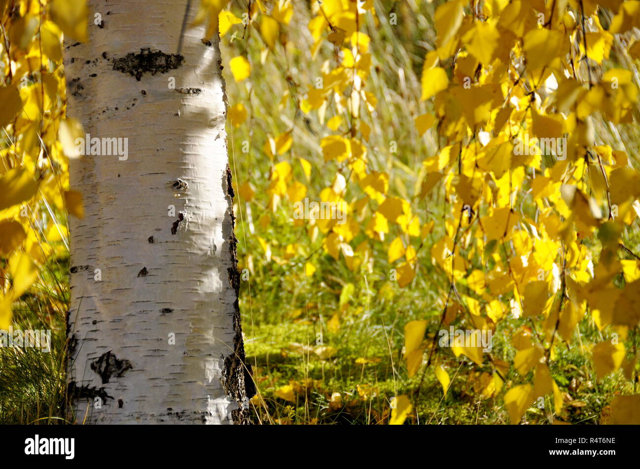 Bianco tronco di betulla e autunno foglie colorate Foto Stock