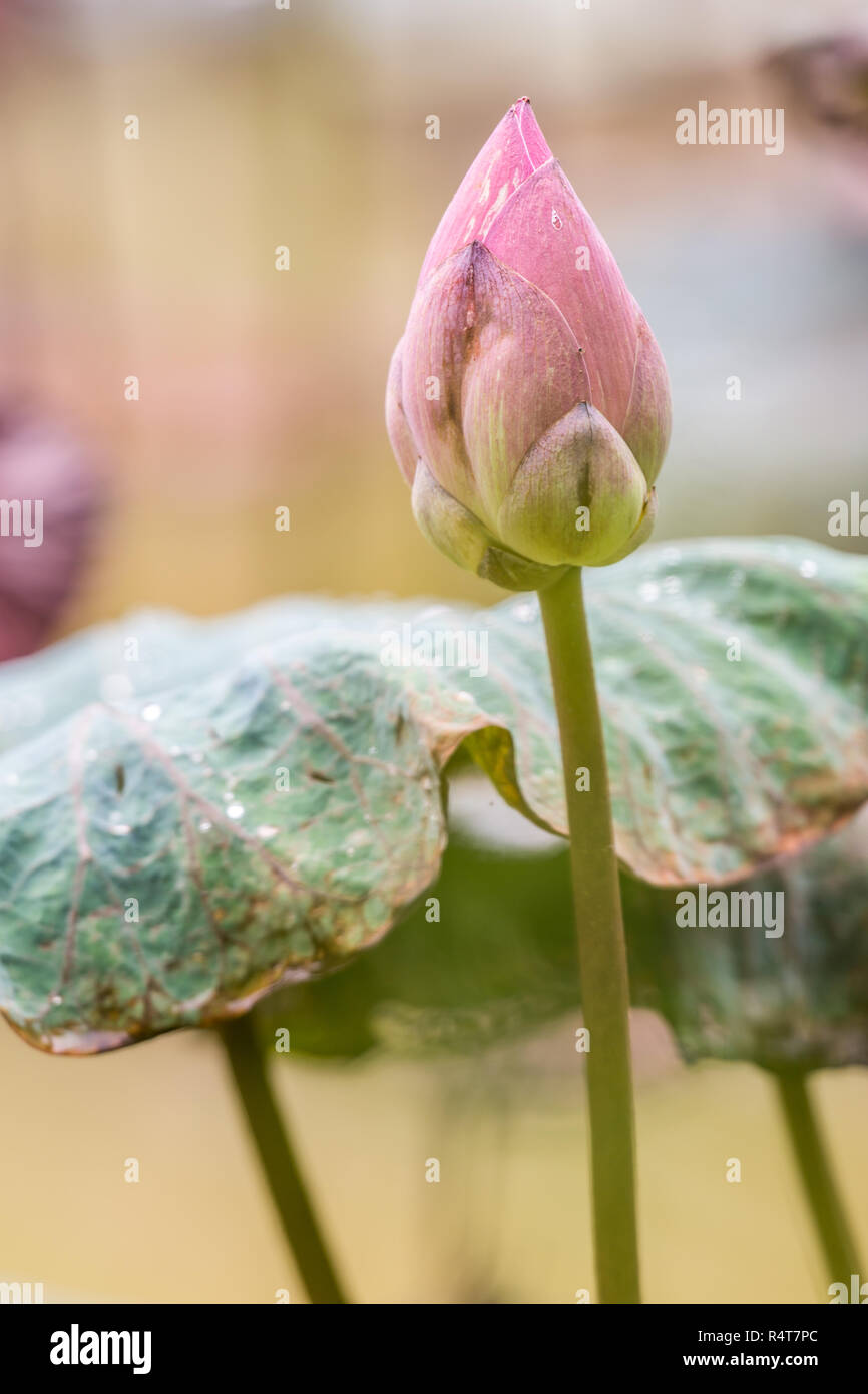 Rosa fiore di loto bloom Foto Stock