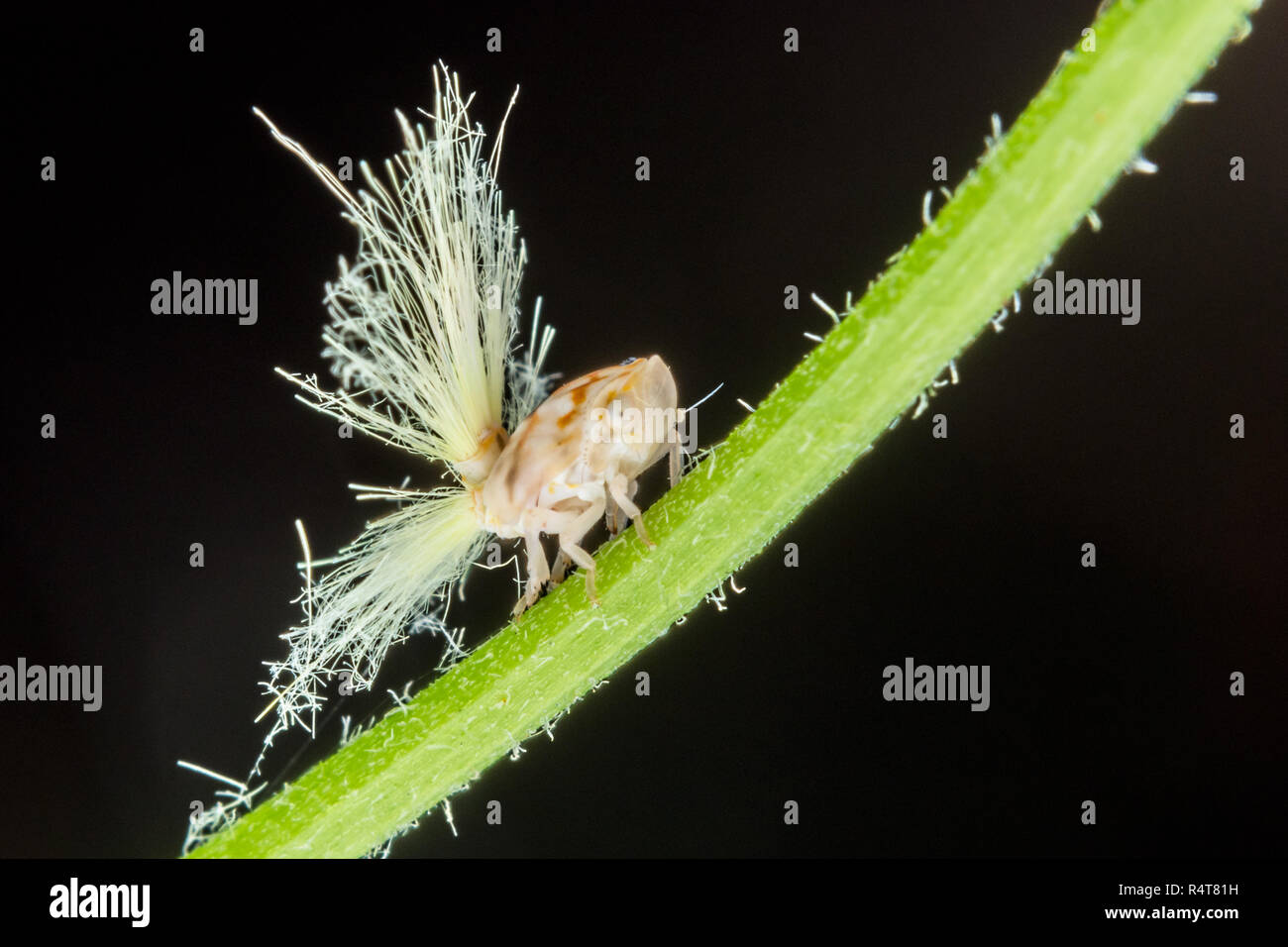 Specolo Ricania-insetto close-up Foto Stock