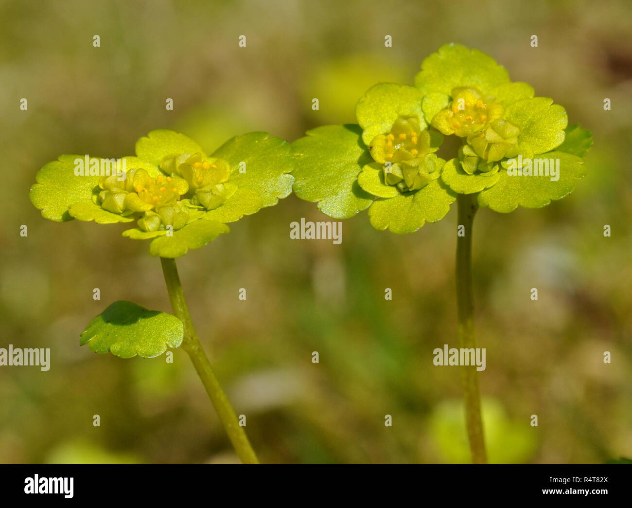 Golden sassifraga Chrysoplenium alterifolium fioritura in primavera Foto Stock