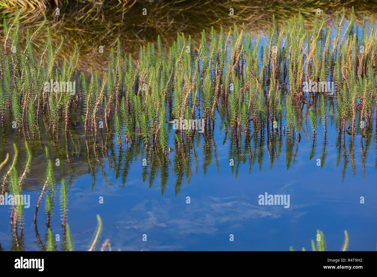 Tannenwedel, Tannen-Wedel, Gewöhnlicher Tannenwedel, Hippuris vulgaris, comune Mare di coda e di mare di coda, la vulgaire pesse Foto Stock