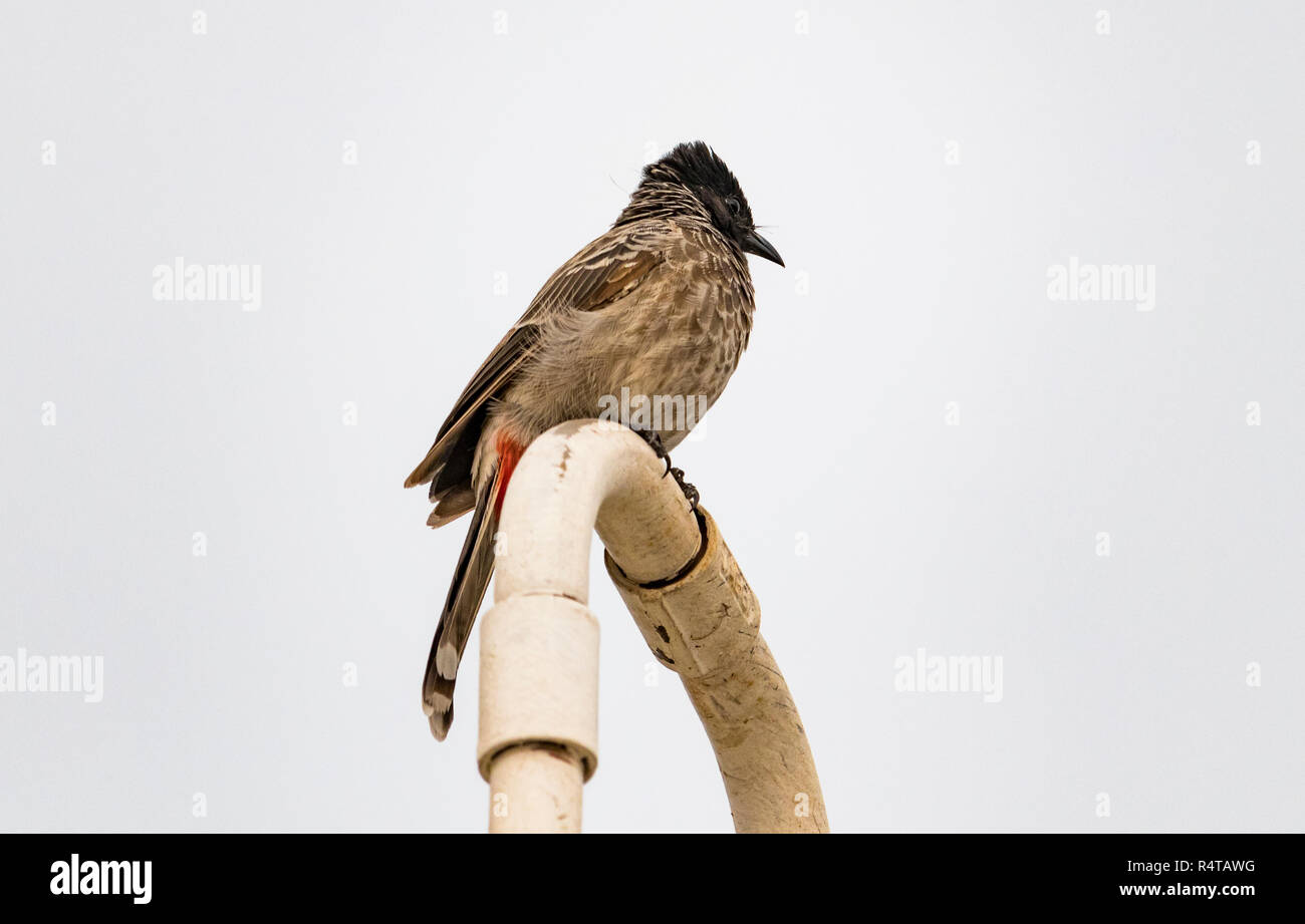 Un Rosso sfiatato Bulbul è visto in cerca di cibo. Foto Stock