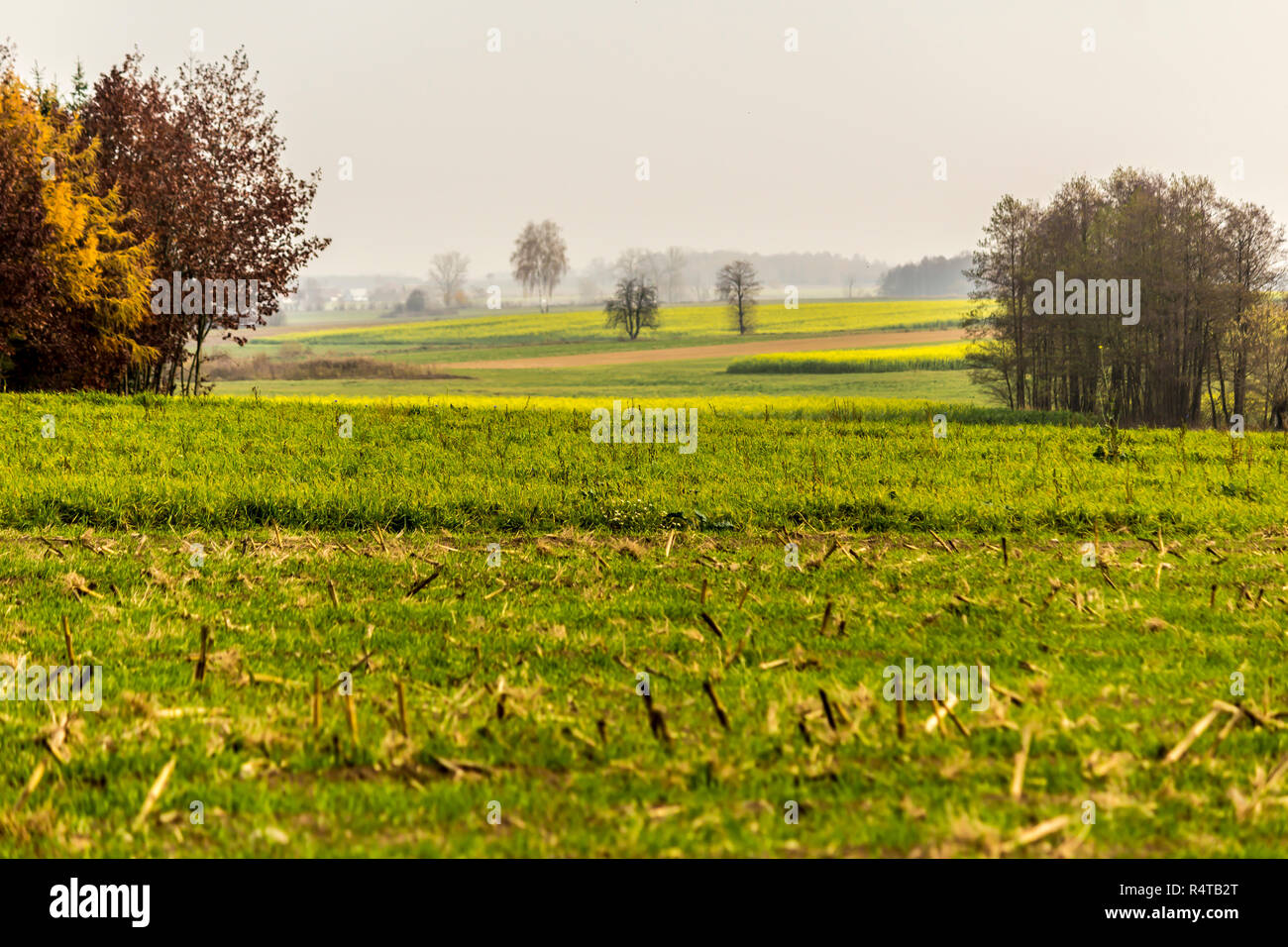 L'autunno. Verde-giallo senape field.prato con erba in primo piano.Gli alberi e le foreste in background. Sito è su agricoltura.Podlasie, Polonia. Foto Stock