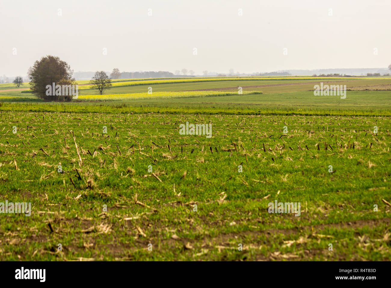 L'autunno. Verde-giallo senape field.prato con erba in primo piano.Gli alberi e le foreste in background. Sito è su agricoltura.Podlasie, Polonia. Foto Stock