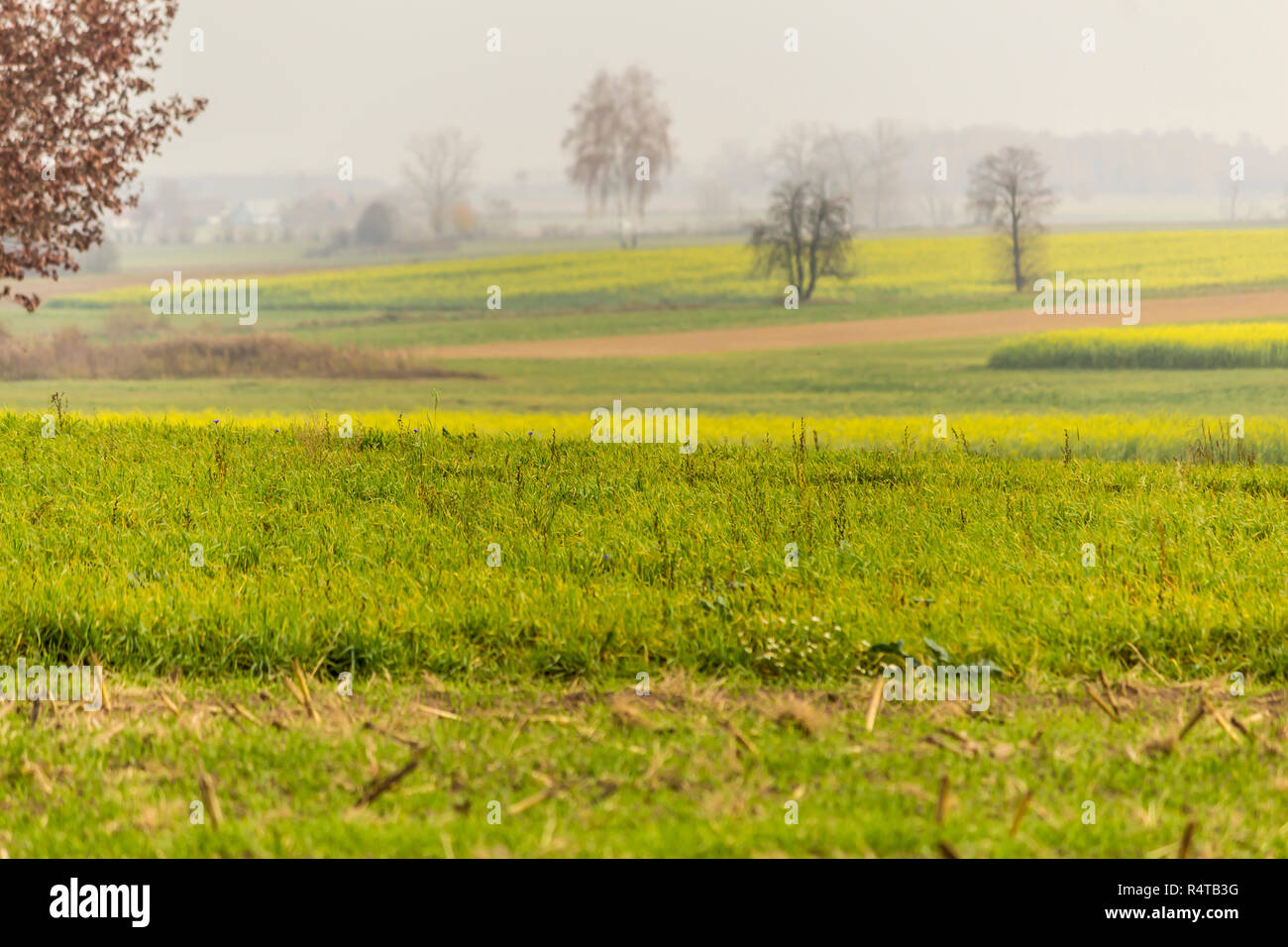 L'autunno. Verde-giallo senape field.prato con erba in primo piano.Gli alberi e le foreste in background. Sito è su agricoltura.Podlasie, Polonia. Foto Stock