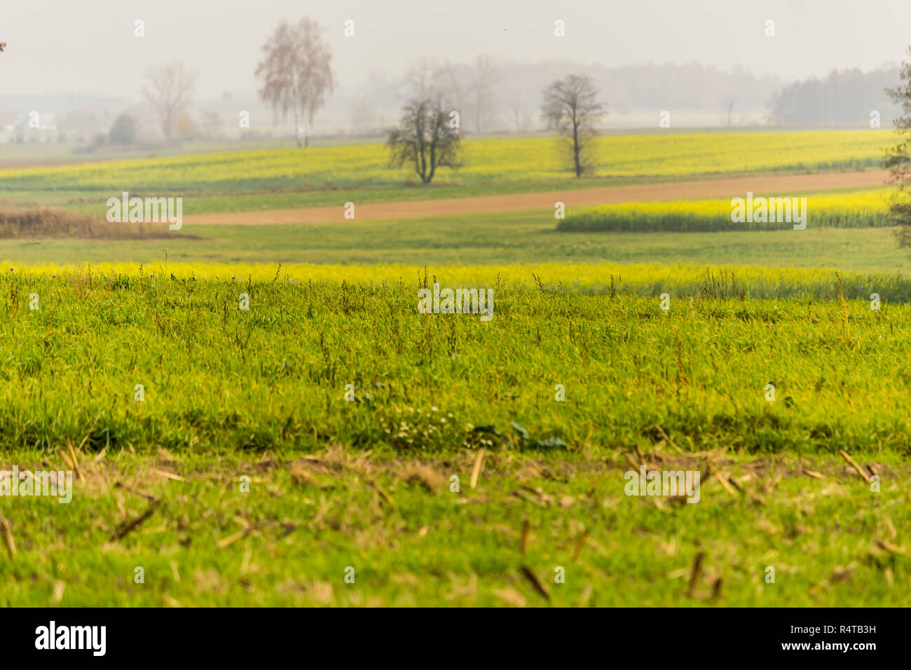 L'autunno. Verde-giallo senape field.prato con erba in primo piano.Gli alberi e le foreste in background. Sito è su agricoltura.Podlasie, Polonia. Foto Stock