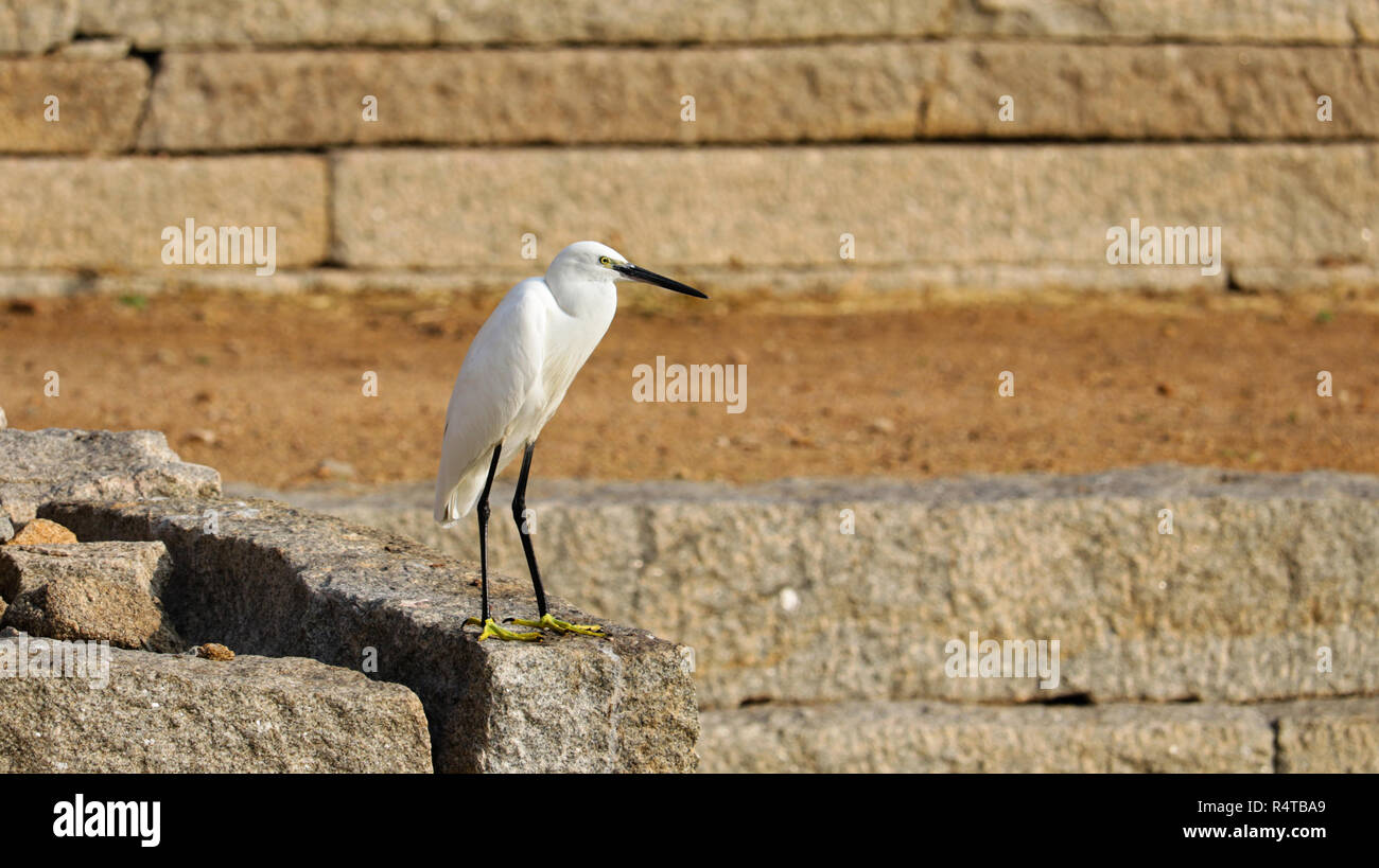 Un grande Heron è in piedi su una roccia. Foto Stock