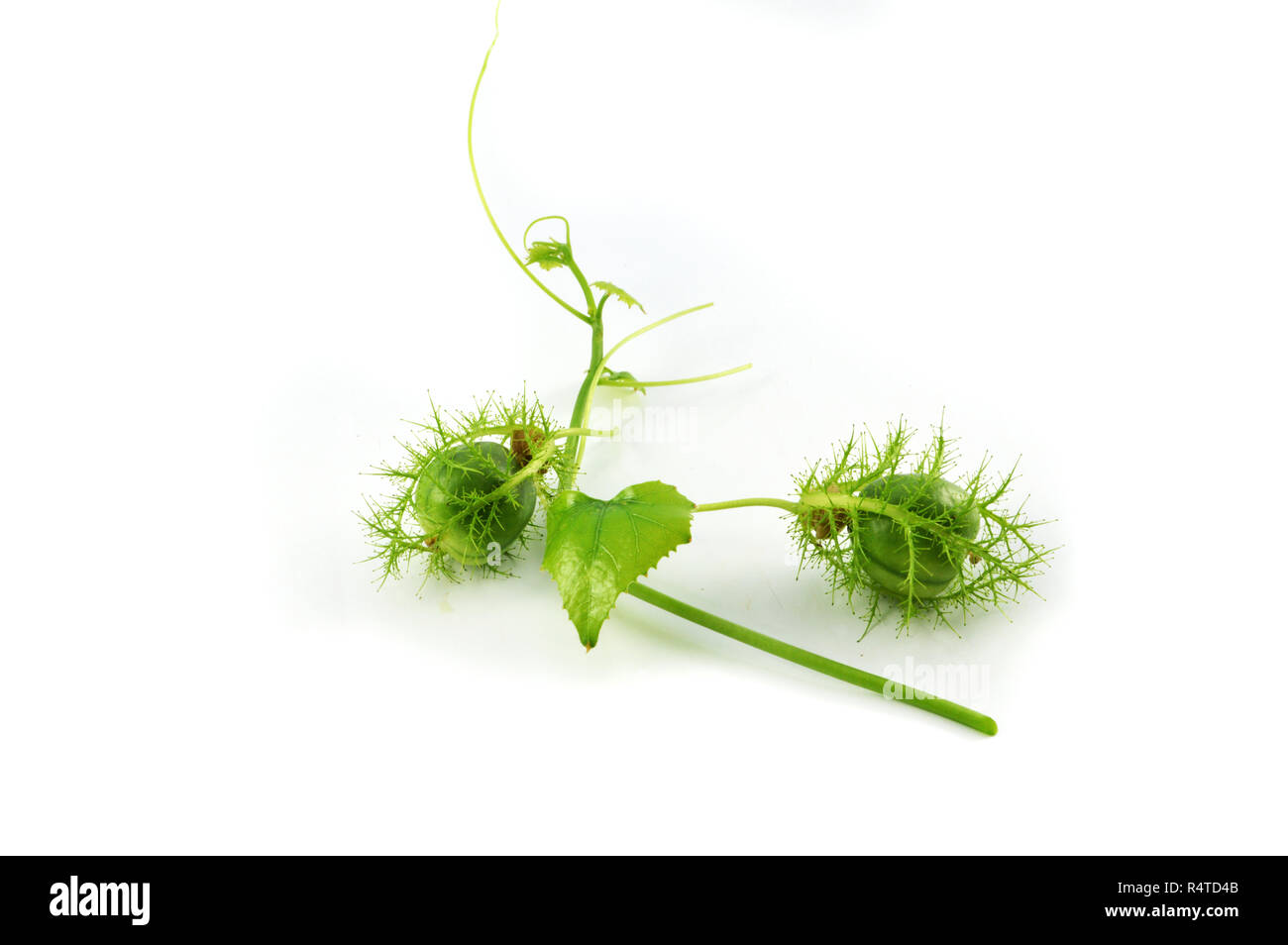 Passiflora foetida scarletfruit / passione fiore ciliegio verde frutti selvatici isolati su sfondo bianco Foto Stock