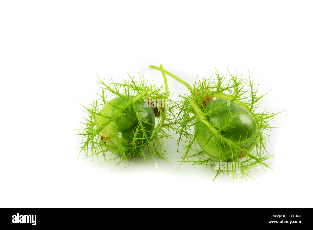 Passiflora foetida scarletfruit / passione fiore ciliegio verde frutti selvatici isolati su sfondo bianco Foto Stock