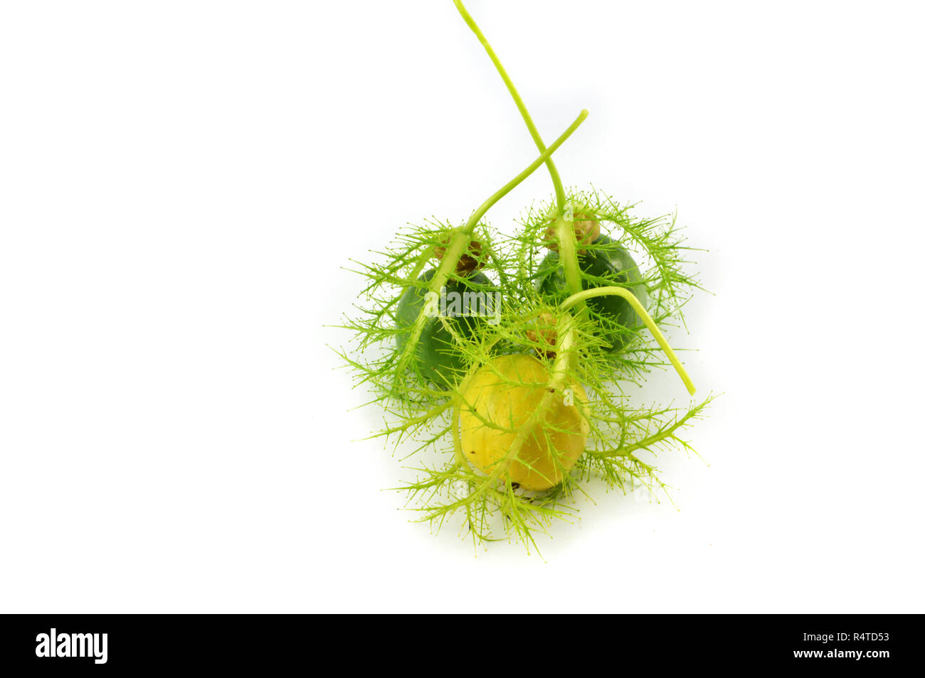 Passiflora foetida scarletfruit / passione fiore ciliegio verde frutti selvatici isolati su sfondo bianco Foto Stock