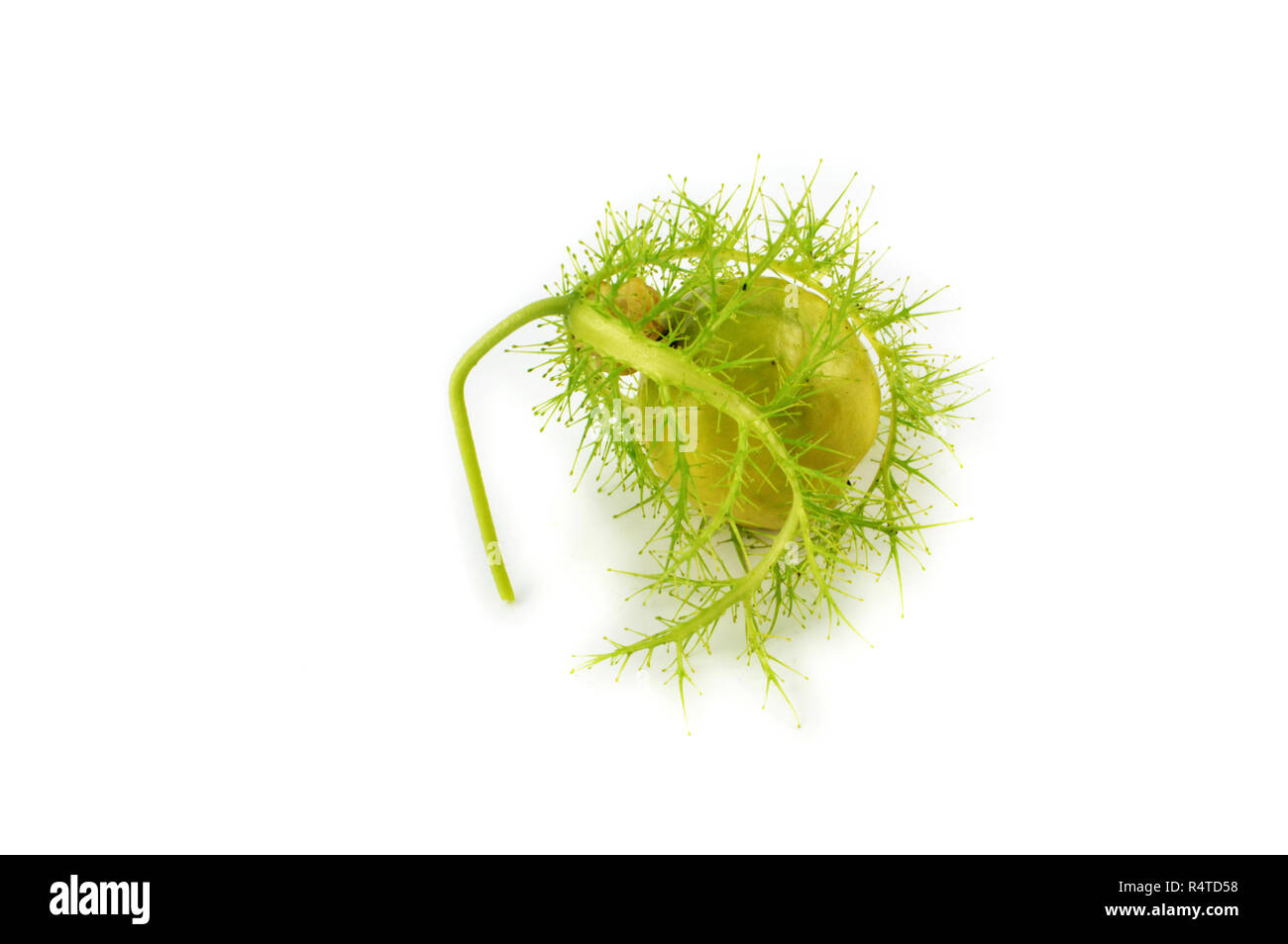 Passiflora foetida scarletfruit / passione fiore ciliegio verde frutti selvatici isolati su sfondo bianco Foto Stock