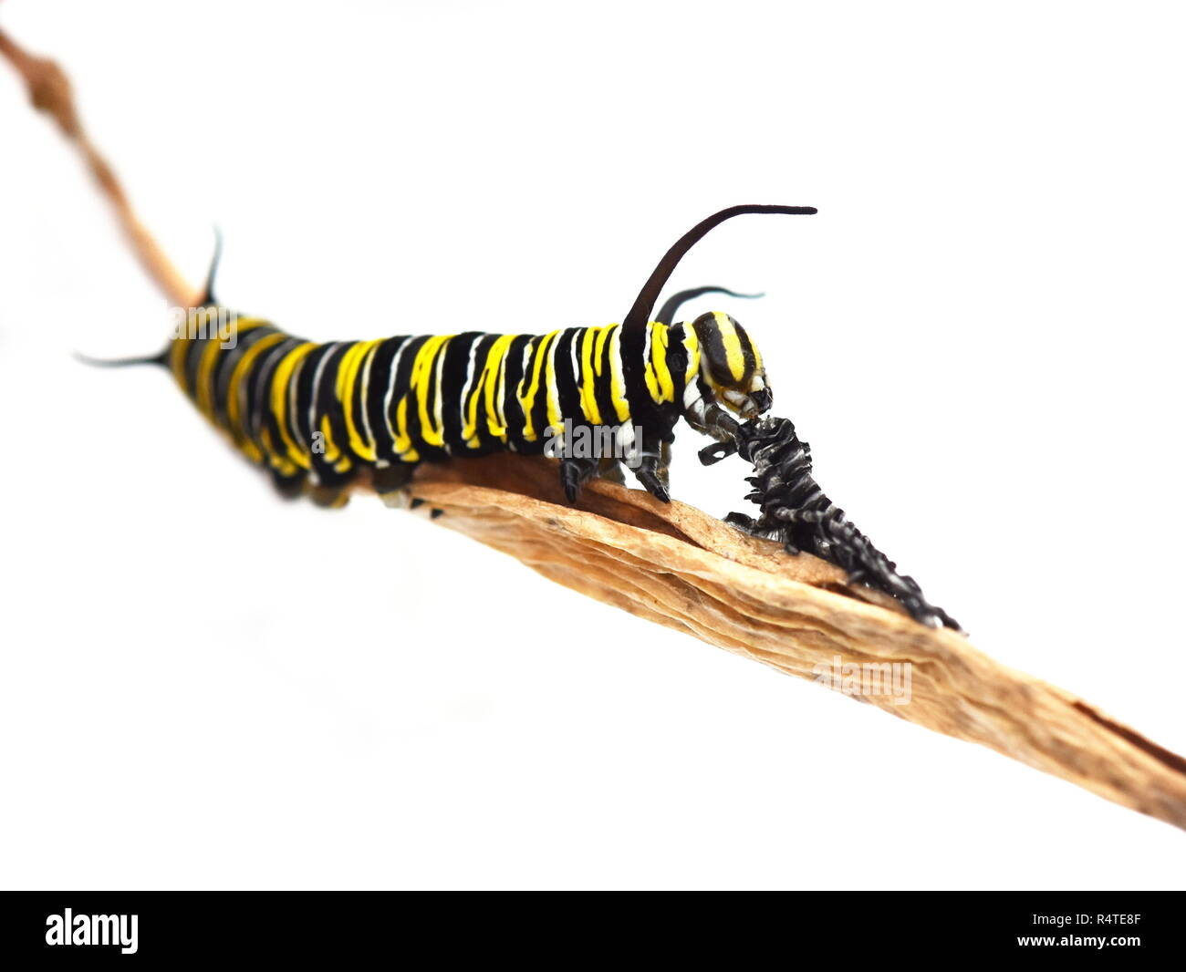 Farfalla monarca caterpillar di mangiare la propria pelle larve Foto Stock