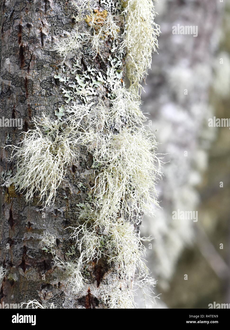 Uomo vecchio con la barba lichen Usnea sp. che cresce su un trunk Foto Stock