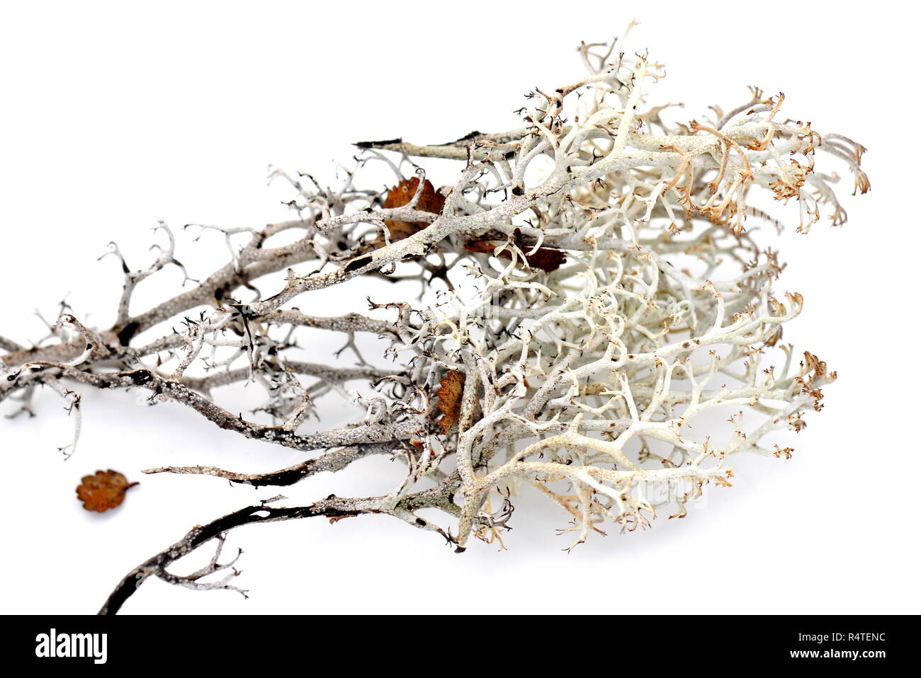 Licheni delle renne Cladonia rangiferina isolati su sfondo bianco Foto Stock