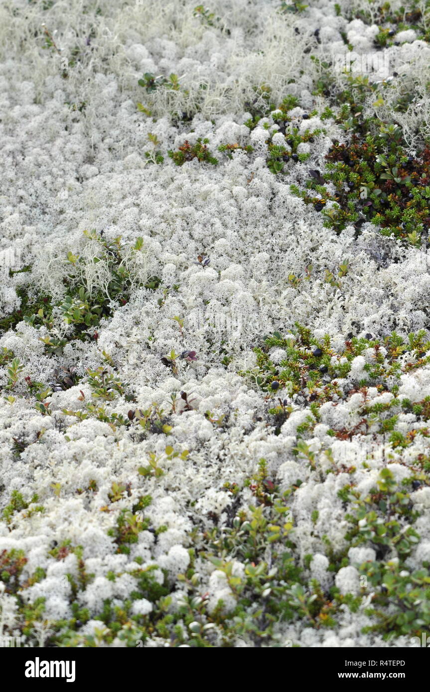 Diverse specie di licheni delle renne Cladonia sp. per crescere insieme Foto Stock