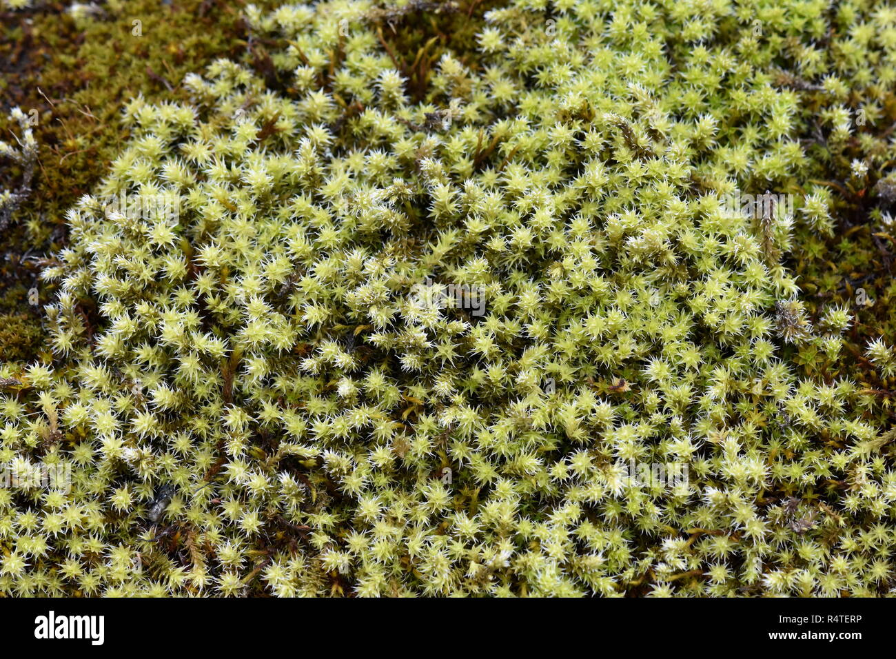 Lanosi fringemoss Racomitrium moss crescente su pietra Foto Stock