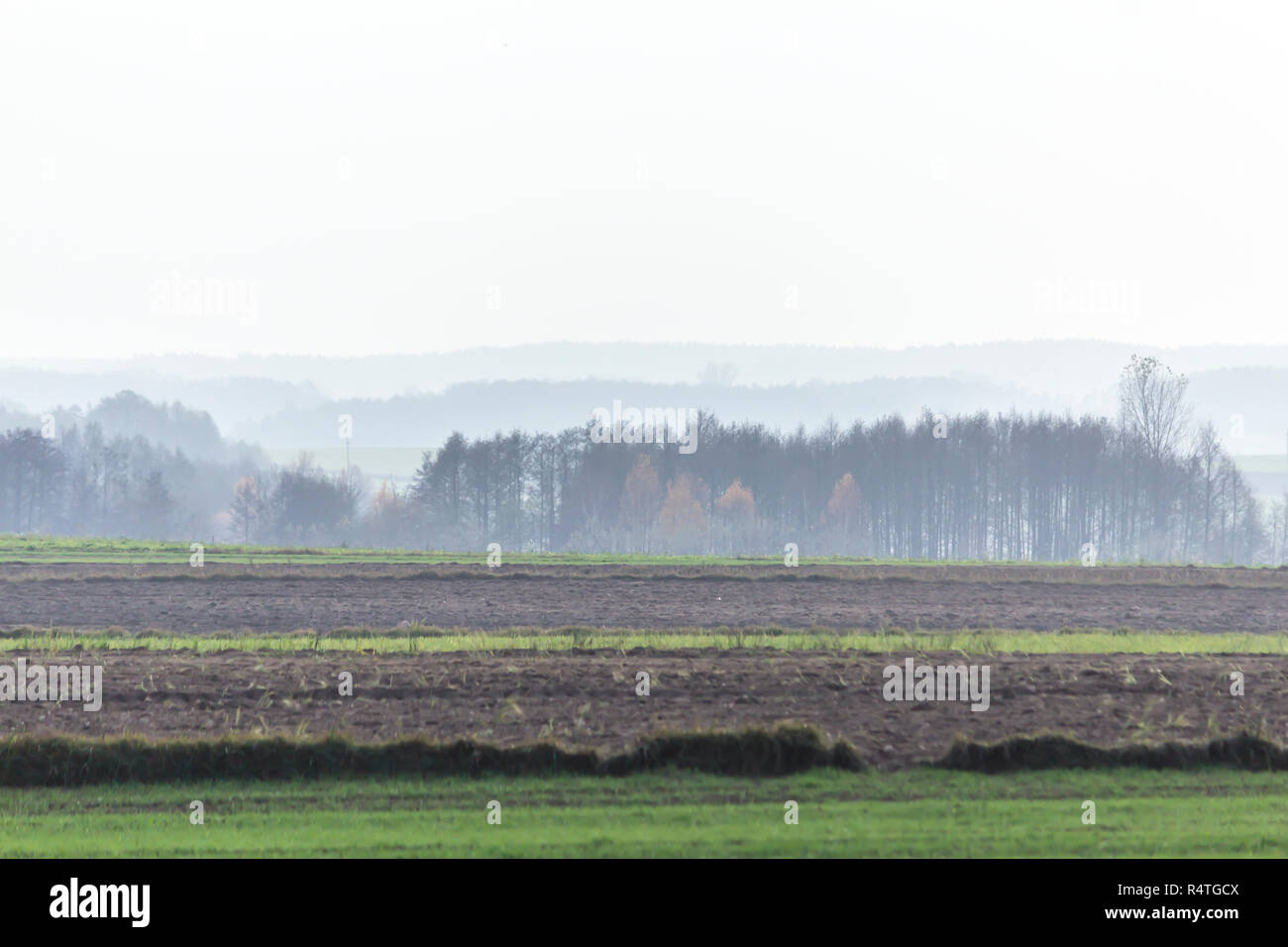 In autunno le foreste nella nebbia in background. Campi arati e prati verdi in primo piano. Podlasie, Polonia. Foto Stock